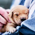 Cuccioli: cosa bisogna acquistare