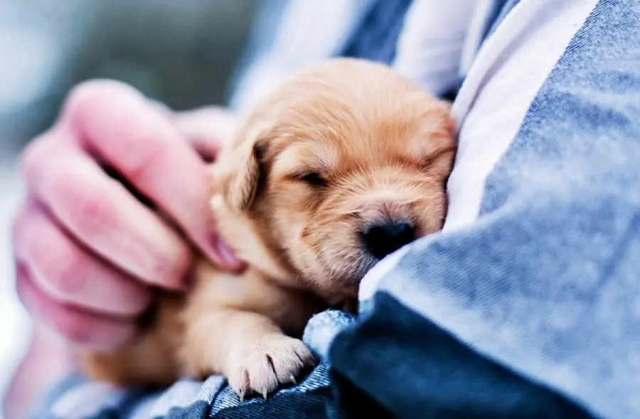 Cuccioli: cosa bisogna acquistare